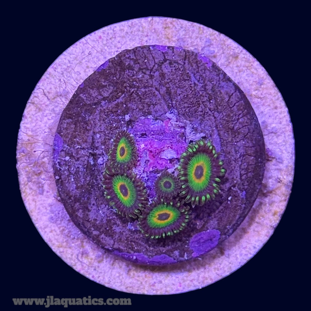 Rasta Zoa - G3