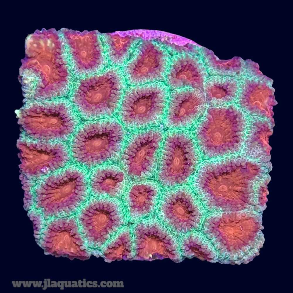 Favia Frag - G6