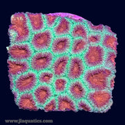 Favia Frag - G6