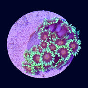 Goniopora Frag (A Grade) - G8