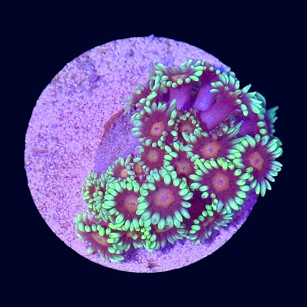 Goniopora Frag (A Grade) - G8