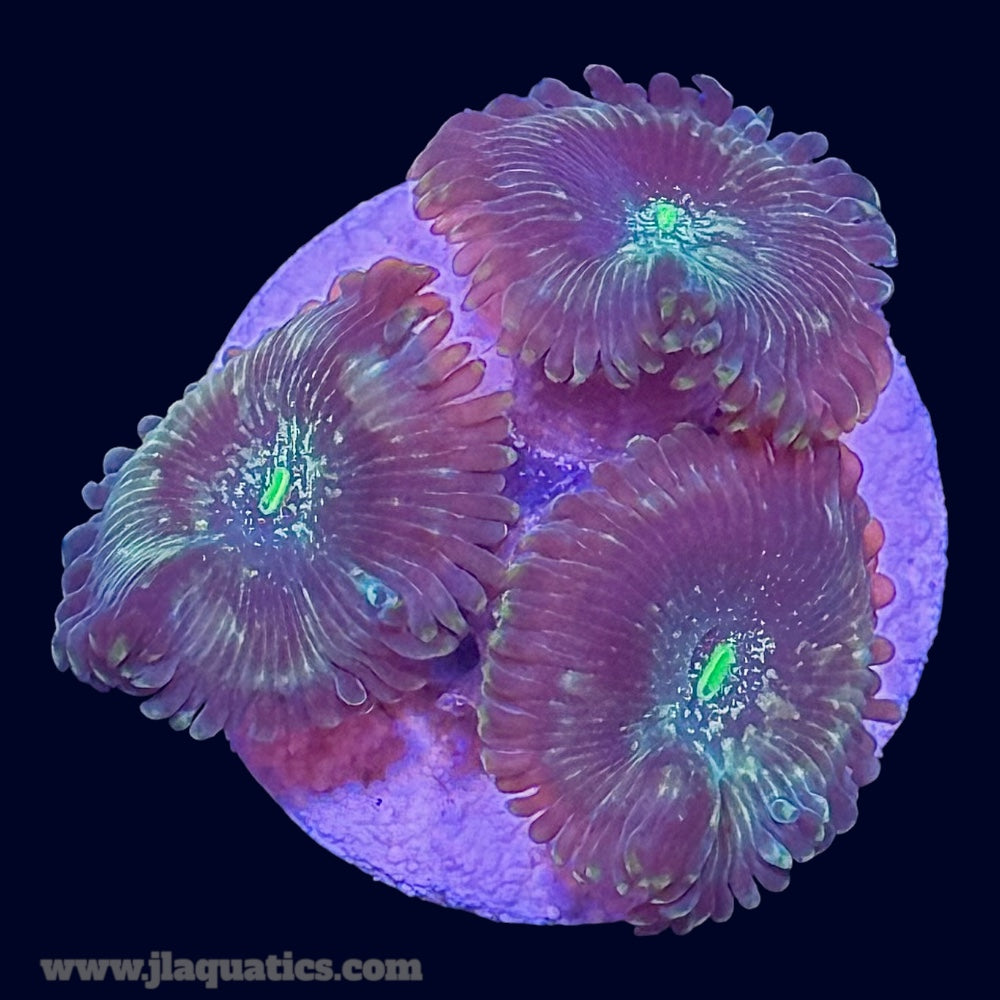 Green Lantern Zoa - G8
