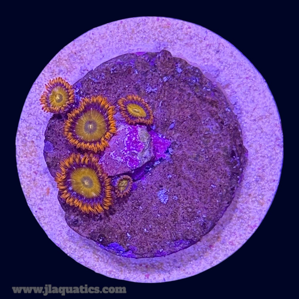 Orange Bam Bam Zoa - G9