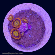 Orange Bam Bam Zoa - G9