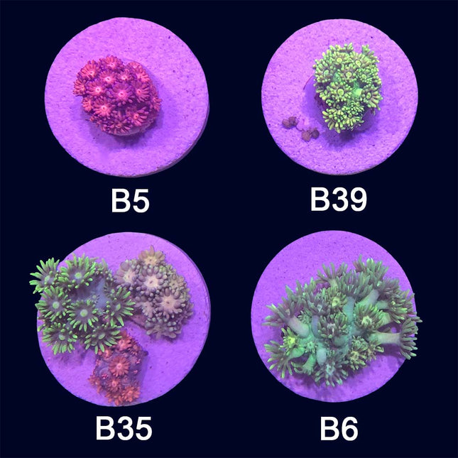 Goniopora- Frag Group 2