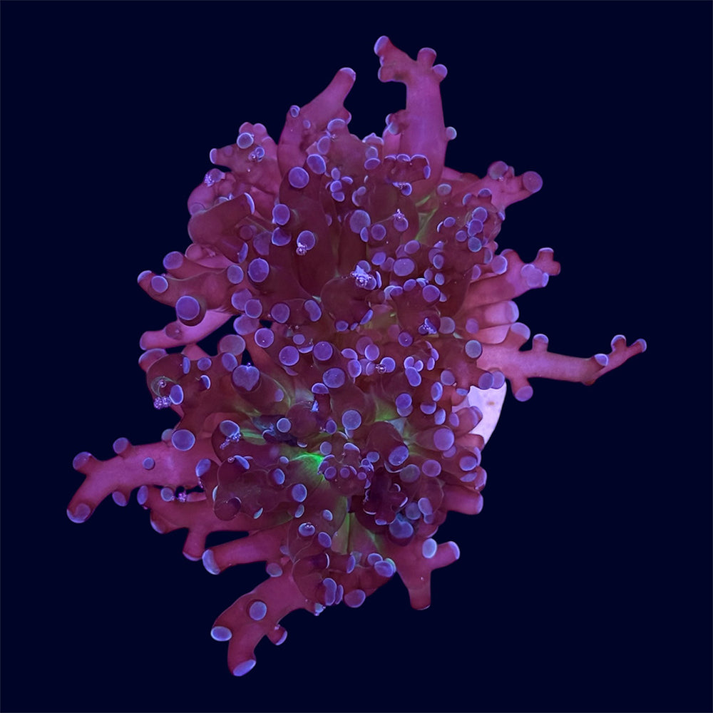 Purple Frogspawn Frag - H2