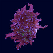 Purple Frogspawn Frag - H2