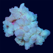 Fox Coral - H3