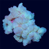 Fox Coral - H3