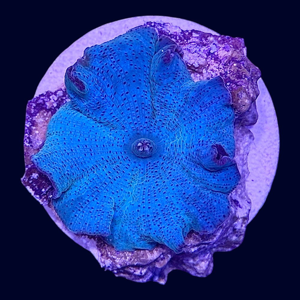 Blue Discosoma - H5