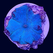 Blue Discosoma - H5