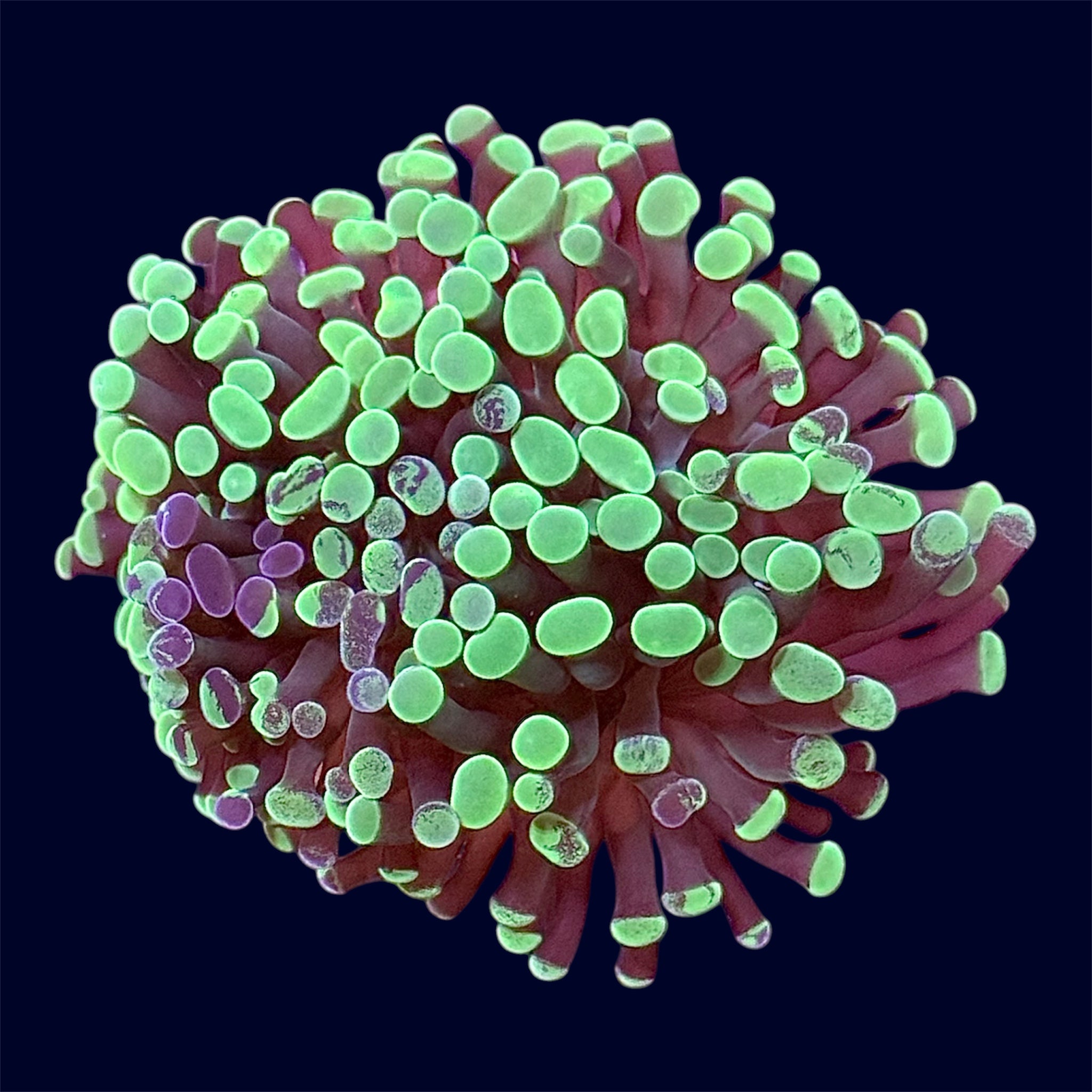 Assorted Hammer Frag - H5