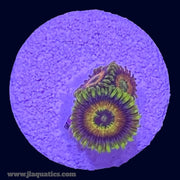 Rising Sun Zoa - H6