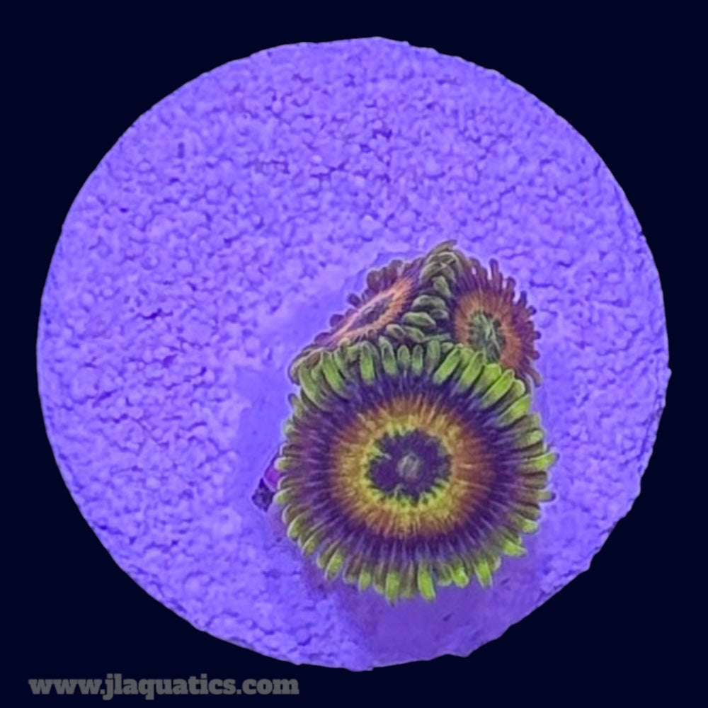 Rising Sun Zoa - H6