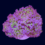 Assorted Hammer Frag - H9