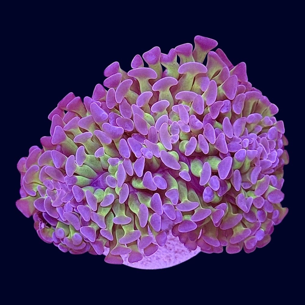 Assorted Hammer Frag - H9