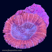 Lobophyllia - H9