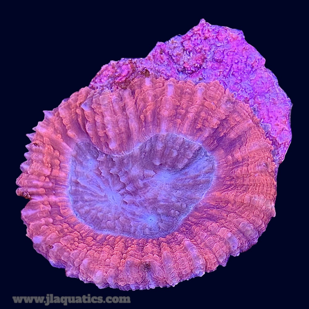 Lobophyllia - H9