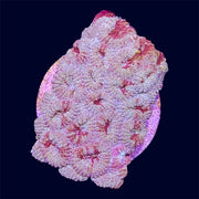 Multicolour Favia Frag - J1