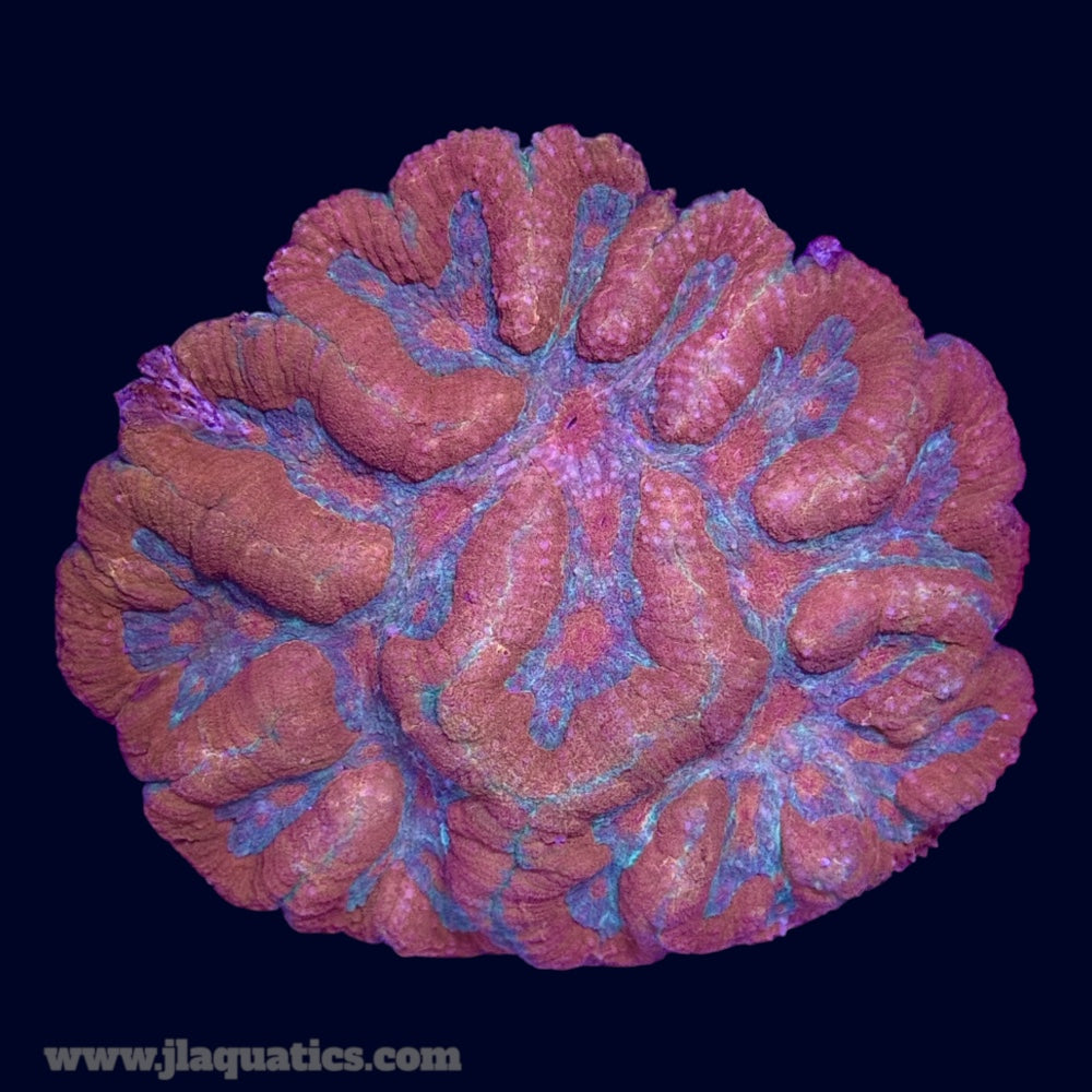 Multicolour Symphyllia - J2