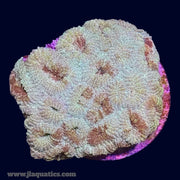 Favia Frag - J6