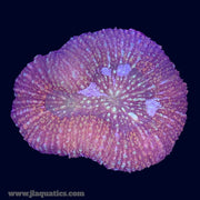 Lobophyllia - J8