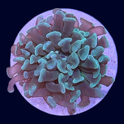 Assorted Hammer Frag - J8