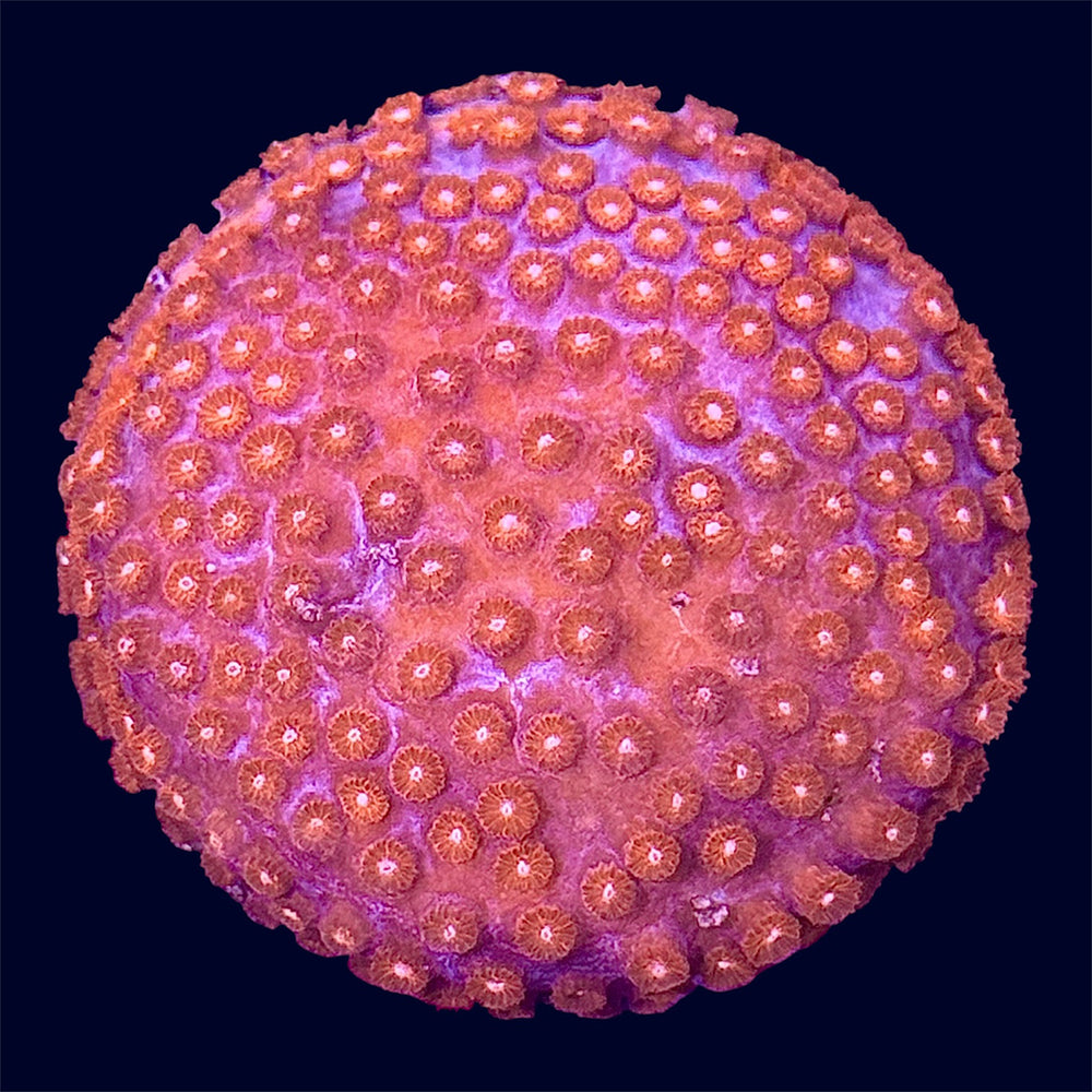 Red Cyphastrea - K4