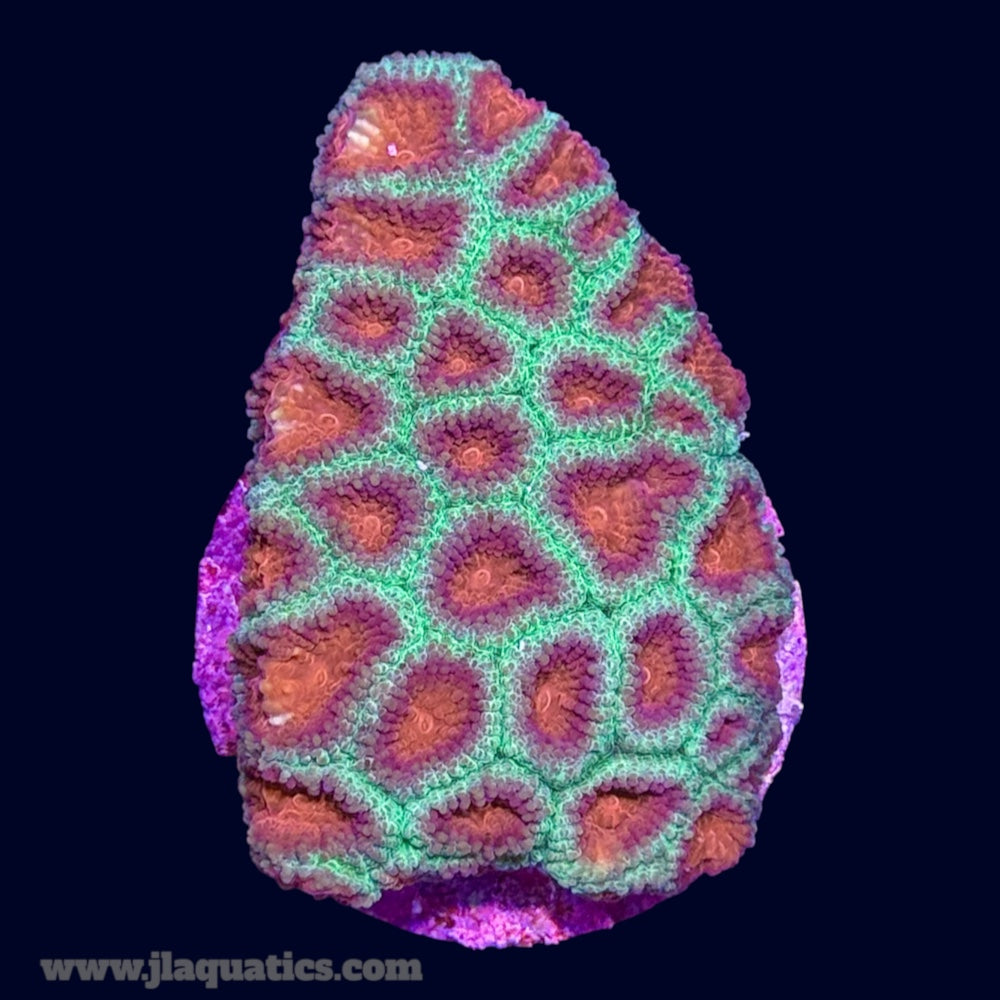 Favia Frag - K4