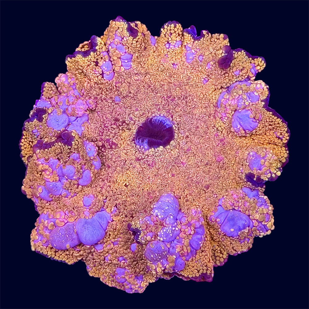 Orange Interstellar Mushroom - N1