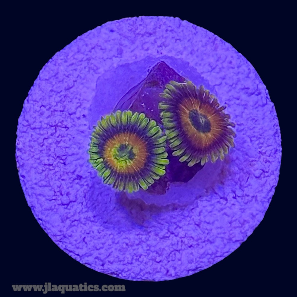 Rising Sun Zoa - N1