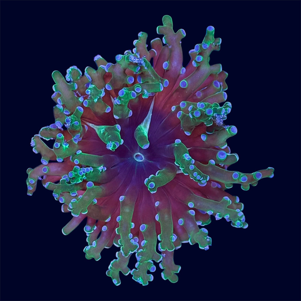Bicolour Frogspawn Frag - N2