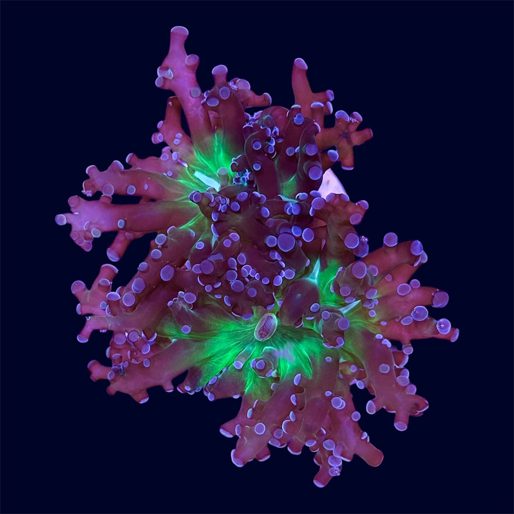 Purple Frogspawn Frag - N3