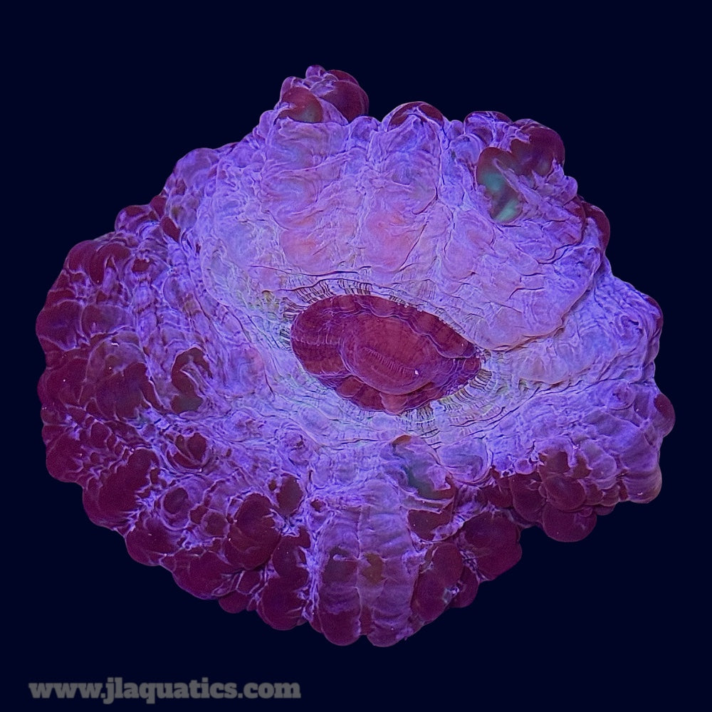 Multicolour Cynarina - N3