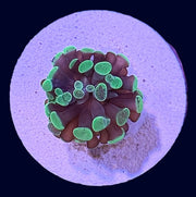 Assorted Hammer Frag - N3
