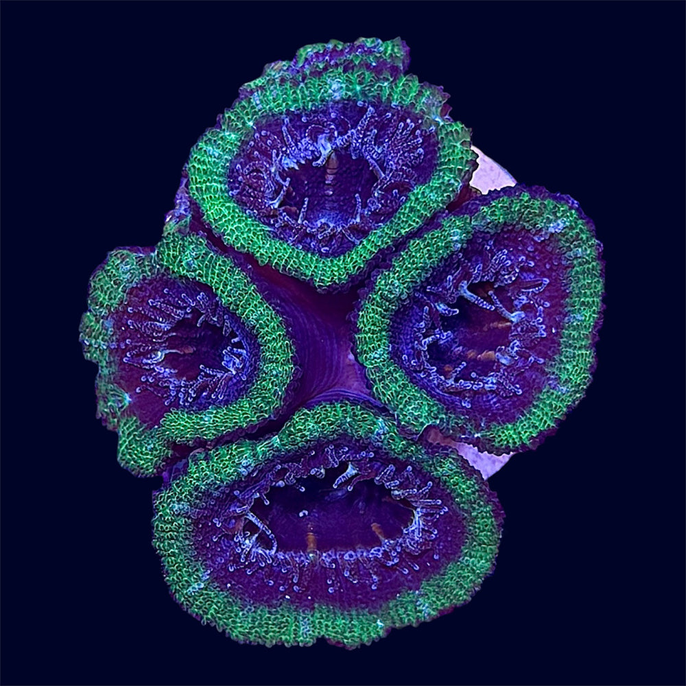 Micromussa Lord Frag - N4