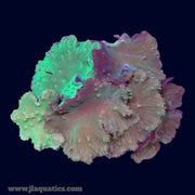 Ultra Cabbage Coral - N6