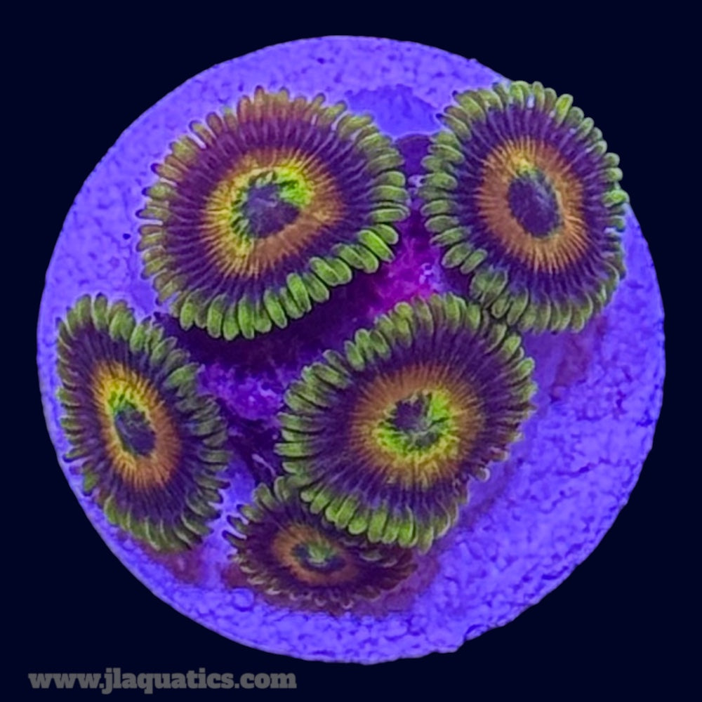 Rising Sun Zoa - O3