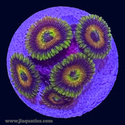 Rising Sun Zoa - O3
