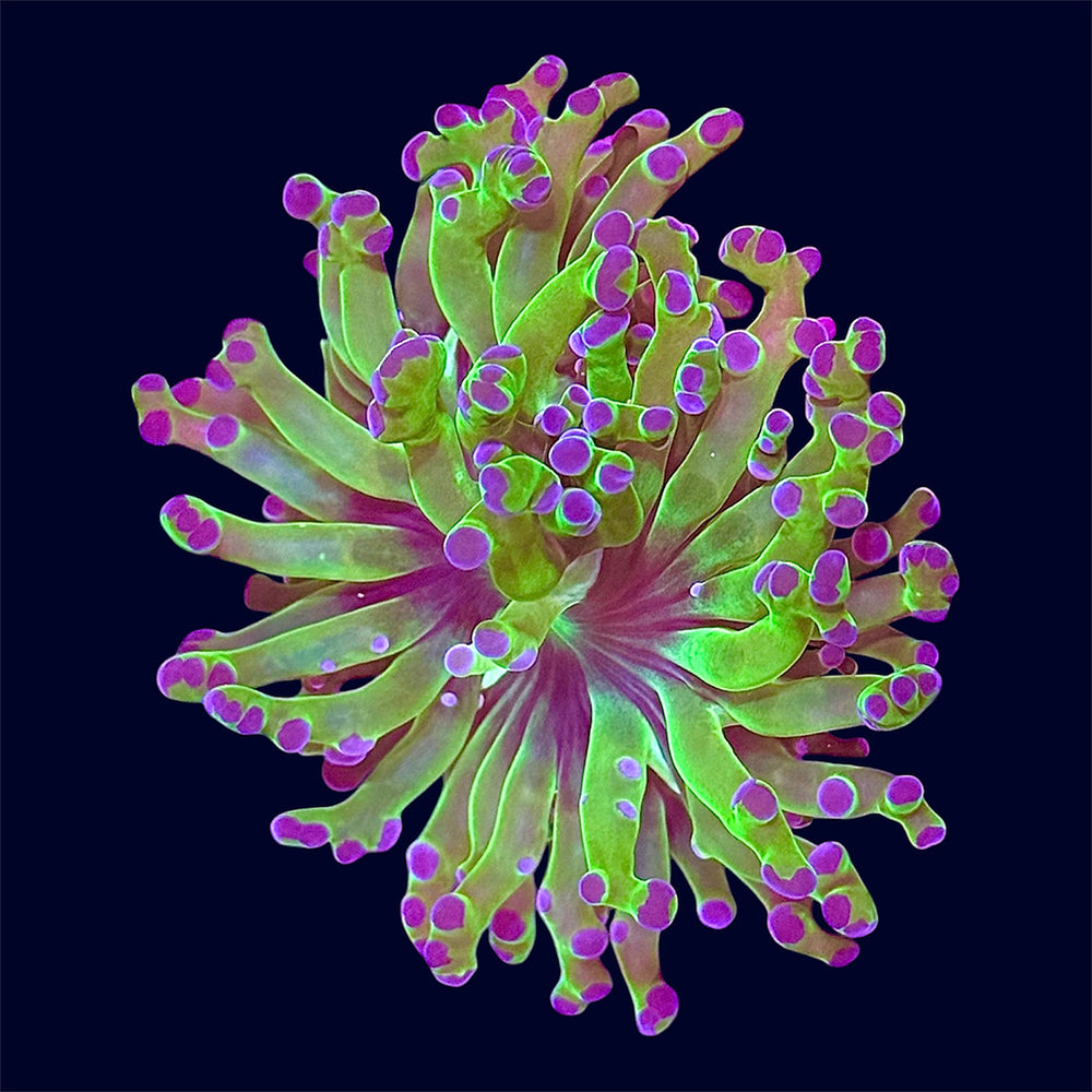 Bicolour Frogspawn - P1