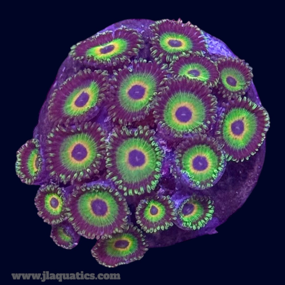 Rasta Zoa - P2