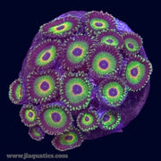 Rasta Zoa - P2