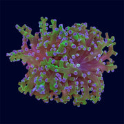 Bicolour Frogspawn Frag - P3