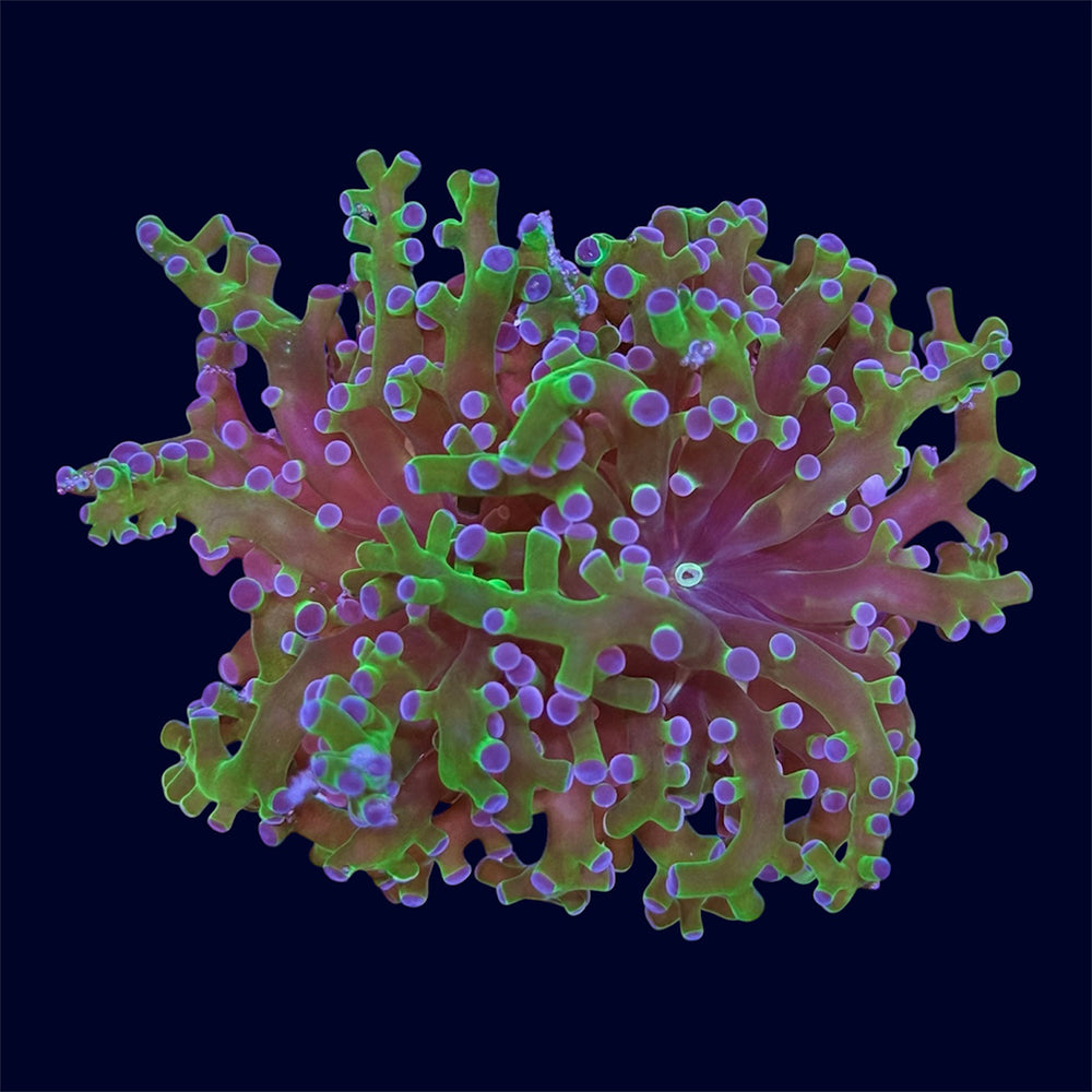 Bicolour Frogspawn Frag - P3