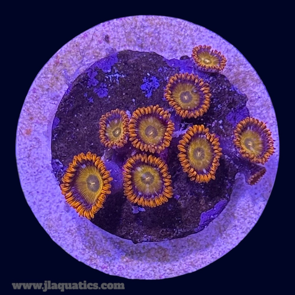 Orange Bam Bam Zoa - P3