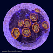 Orange Bam Bam Zoa - P3