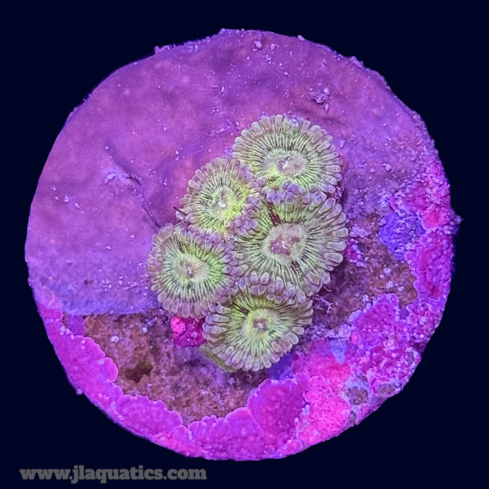 Yellow Massacre Zoa - P4