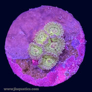 Yellow Massacre Zoa - P4