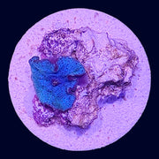 Blue Discosoma - P4