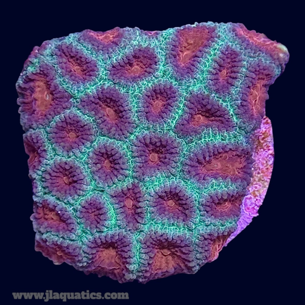 Favia Frag - P6